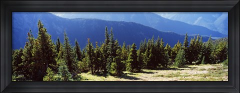 Framed Evergreen trees with mountains in background, Olympic Mountains, Olympic Peninsula, Washington State, USA Print