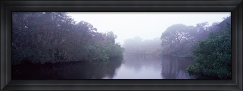 Framed Early morning fog on a creek, South Creek, Oscar Scherer State Park, Osprey, Sarasota County, Florida, USA Print
