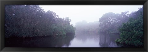 Framed Early morning fog on a creek, South Creek, Oscar Scherer State Park, Osprey, Sarasota County, Florida, USA Print