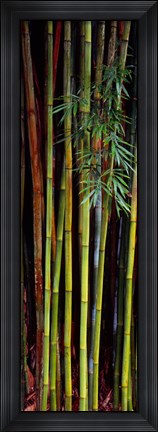 Framed Close-up of bamboos, Kanapaha Botanical Gardens, Gainesville, Florida, USA Print