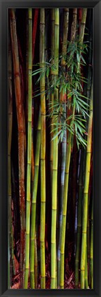 Framed Close-up of bamboos, Kanapaha Botanical Gardens, Gainesville, Florida, USA Print