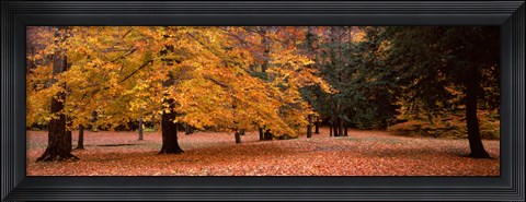 Framed Trees in a park, Chestnut Ridge County Park, Orchard Park, Erie County, New York State, USA Print
