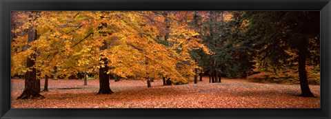 Framed Trees in a park, Chestnut Ridge County Park, Orchard Park, Erie County, New York State, USA Print
