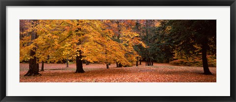 Framed Trees in a park, Chestnut Ridge County Park, Orchard Park, Erie County, New York State, USA Print