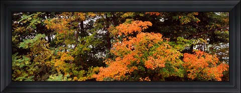 Framed Forest, Finger Lakes, New York State, USA Print