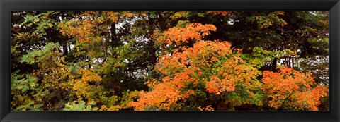Framed Forest, Finger Lakes, New York State, USA Print