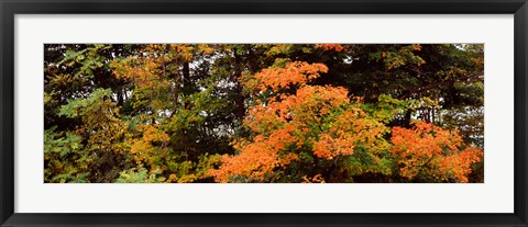Framed Forest, Finger Lakes, New York State, USA Print