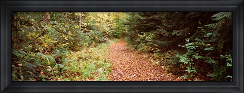 Framed Forest, Old Forge, Herkimer County, New York State, USA Print