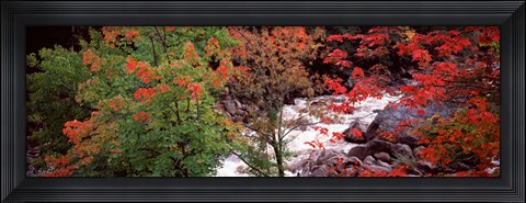 Framed River flowing through a forest, Ausable River, Adirondack Mountains, Wilmington, New York State (horizontal) Print