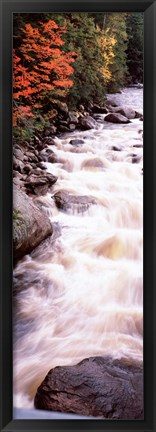 Framed River flowing through a forest, Ausable River, Adirondack Mountains, Wilmington, New York State (vertical) Print