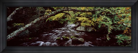 Framed Stream flowing through a forest, Adirondack Mountains, New York State, USA Print