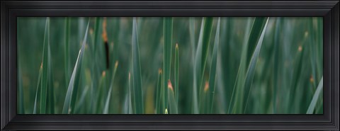 Framed Close-up of weeds Print