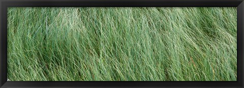 Framed Grass in the field, Adirondack Mountains, New York State, USA Print