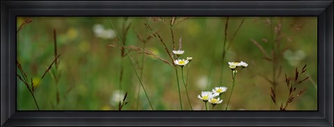 Framed Wildflowers in a field Print