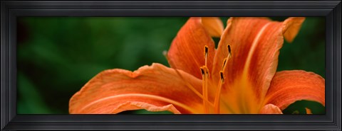 Framed Close-up of Orange Daylily (Hemerocallis fulva) Print