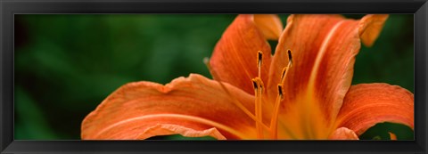 Framed Close-up of Orange Daylily (Hemerocallis fulva) Print