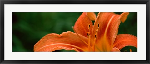 Framed Close-up of Orange Daylily (Hemerocallis fulva) Print