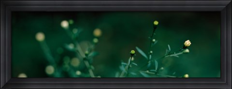 Framed Close-up of small buds Print
