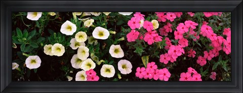 Framed Close-up of pink and white flowers Print