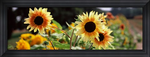 Framed Close-up of Sunflowers (Helianthus annuus) Print