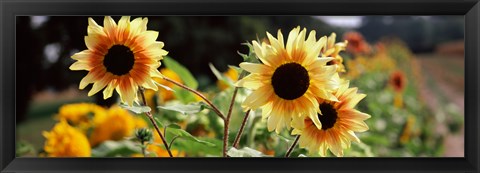 Framed Close-up of Sunflowers (Helianthus annuus) Print