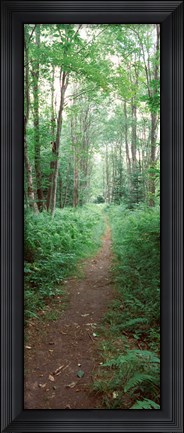 Framed Trail passing through a forest, Adirondack Mountains, Old Forge, Herkimer County, New York State, USA Print