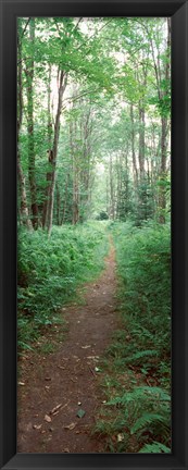 Framed Trail passing through a forest, Adirondack Mountains, Old Forge, Herkimer County, New York State, USA Print