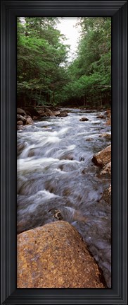 Framed River flowing through a forest, Moose River, Adirondack Mountains, New York State (vertical) Print