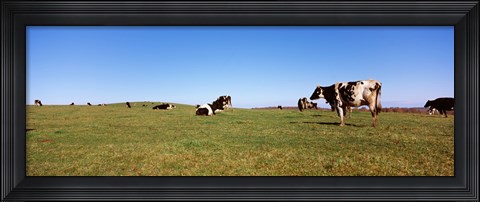 Framed Cows in a field, New York State, USA Print