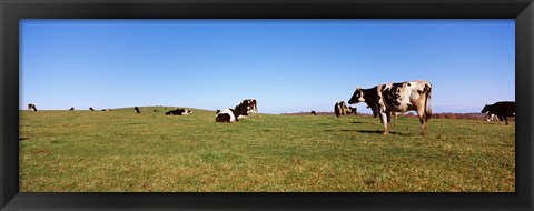 Framed Cows in a field, New York State, USA Print