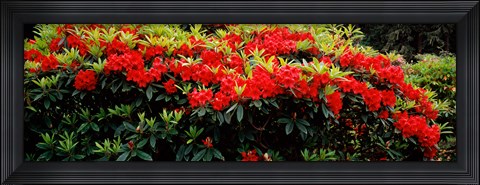 Framed Red Rhododendrons, Shore Acres State Park, Coos Bay, Oregon Print