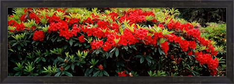 Framed Red Rhododendrons, Shore Acres State Park, Coos Bay, Oregon Print