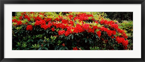 Framed Red Rhododendrons, Shore Acres State Park, Coos Bay, Oregon Print