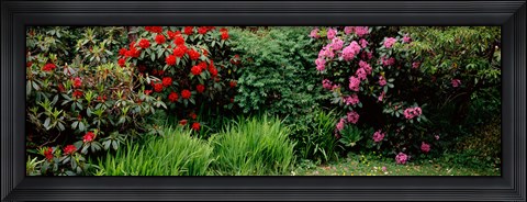 Framed Rhododendrons plants in a garden, Shore Acres State Park, Coos Bay, Oregon Print