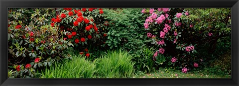 Framed Rhododendrons plants in a garden, Shore Acres State Park, Coos Bay, Oregon Print