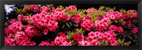 Framed Pink Rhododendrons plants in a garden, Coos Bay, Oregon Print