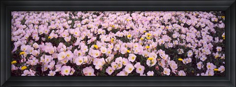 Framed Wildflowers Galveston TX USA Print