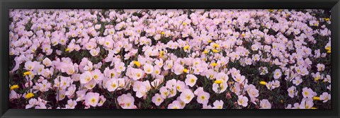 Framed Wildflowers Galveston TX USA Print