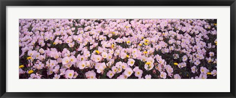 Framed Wildflowers Galveston TX USA Print