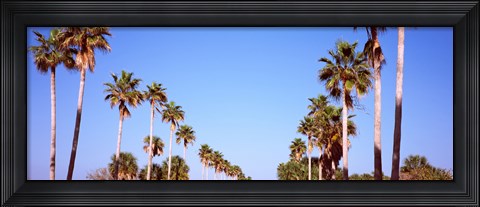 Framed Low angle view of palm trees, Fort De Soto Par, Gulf Coast, Florida, USA Print