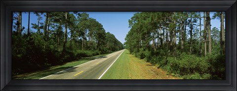 Framed Trees both sides of a road, Route 98, Apalachicola, Panhandle, Florida, USA Print