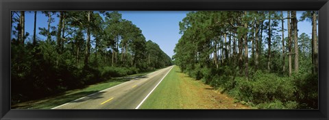 Framed Trees both sides of a road, Route 98, Apalachicola, Panhandle, Florida, USA Print