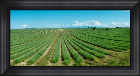 Framed Lavender field just days prior to flowers emerging, Plateau de Valensole, Provence-Alpes-Cote d&#39;Azur, France Print