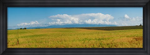 Framed Rapeseed field, Route de Manosque, Plateau de Valensole, Alpes-de-Haute-Provence, Provence-Alpes-Cote d&#39;Azur, France Print