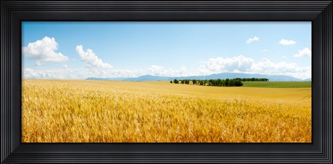 Framed Wheat field near D8, Brunet, Plateau de Valensole, Alpes-de-Haute-Provence, Provence-Alpes-Cote d&#39;Azur, France Print