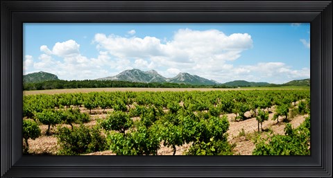 Framed Vineyard, Les Baux de Provence, Eyguieres, Bouches-du-Rhone, Provence-Alpes-Cote d&#39;Azur, France Print