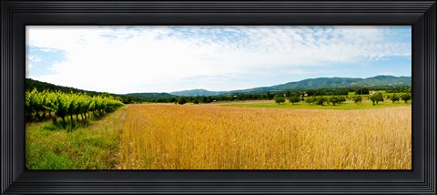 Framed Wheat field with vineyard along D135, Vaugines, Vaucluse, Provence-Alpes-Cote d&#39;Azur, France Print