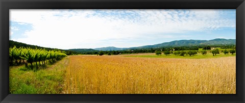 Framed Wheat field with vineyard along D135, Vaugines, Vaucluse, Provence-Alpes-Cote d&#39;Azur, France Print