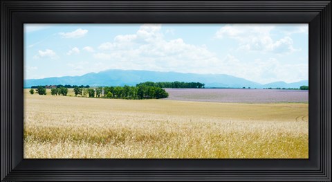 Framed Wheat field near D8, Plateau de Valensole, Alpes-de-Haute-Provence, Provence-Alpes-Cote d&#39;Azur, France Print