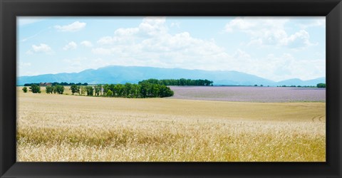 Framed Wheat field near D8, Plateau de Valensole, Alpes-de-Haute-Provence, Provence-Alpes-Cote d&#39;Azur, France Print